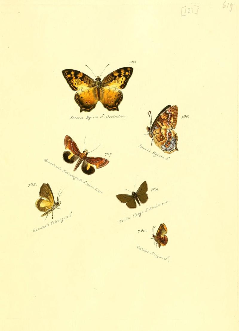 Zuträge zur Sammlung exotischer Schmettlinge (sic) (Plate 127) (6105912763)