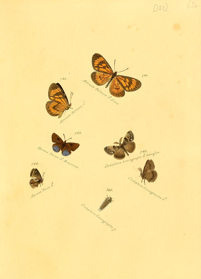 Zuträge zur Sammlung exotischer Schmettlinge (sic) (Plate 128) (6106458736)