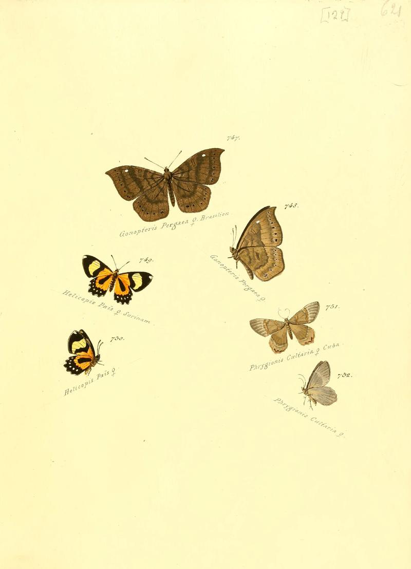 Zuträge zur Sammlung exotischer Schmettlinge (sic) (Plate 129) (6105913633)