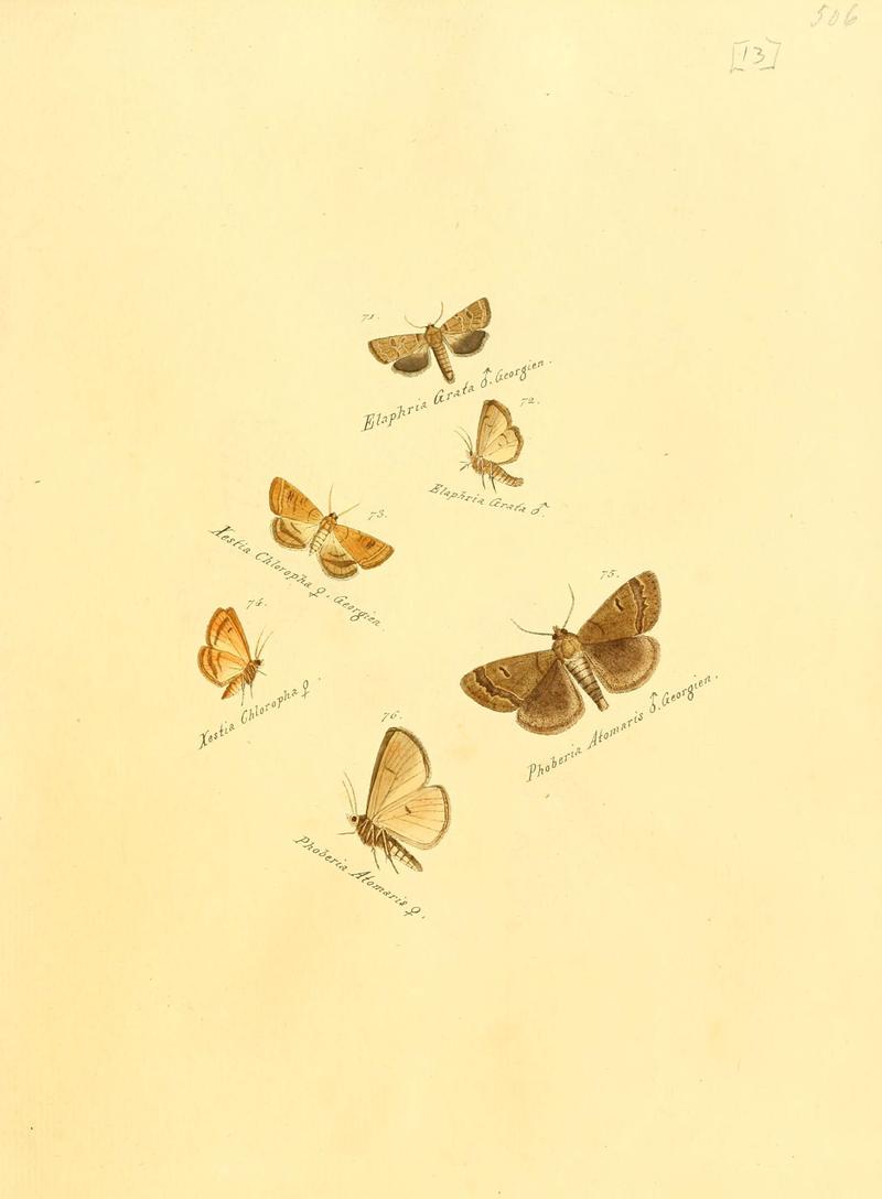 Zuträge zur Sammlung exotischer Schmettlinge (sic) (Plate 13) (6105782065)