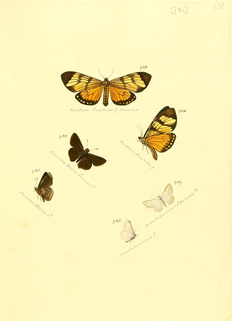 Zuträge zur Sammlung exotischer Schmettlinge (sic) (Plate 130) (6106459414)