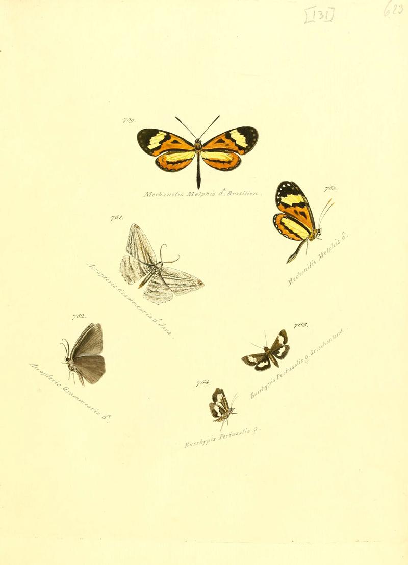 Zuträge zur Sammlung exotischer Schmettlinge (sic) (Plate 131) (6106459718)