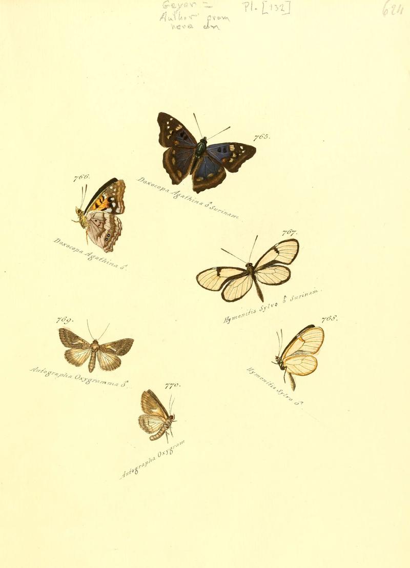 Zuträge zur Sammlung exotischer Schmettlinge (sic) (Plate 132) (6106459956)