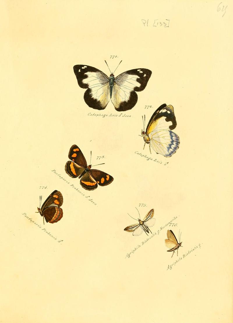 Zuträge zur Sammlung exotischer Schmettlinge (sic) (Plate 133) (6105914625)