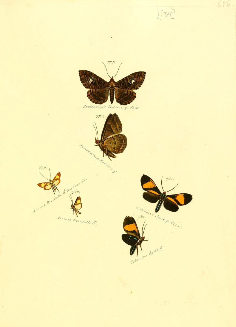 Zuträge zur Sammlung exotischer Schmettlinge (sic) (Plate 134) (6106460340)