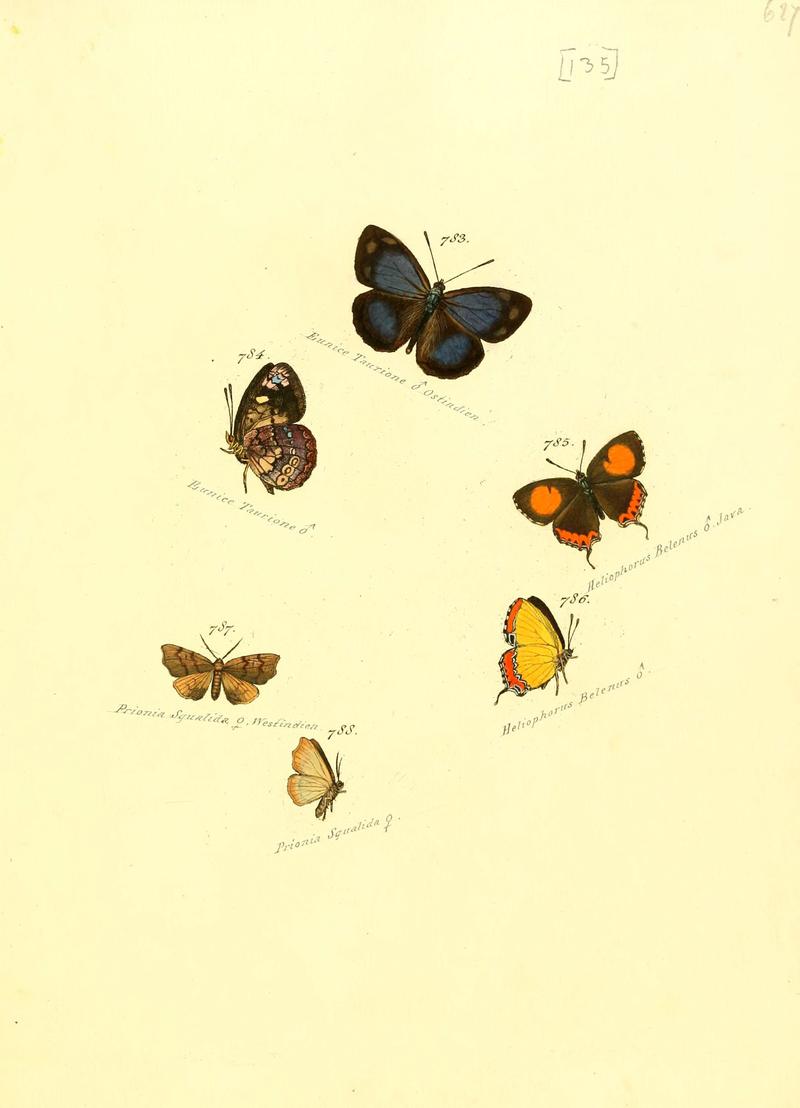 Zuträge zur Sammlung exotischer Schmettlinge (sic) (Plate 135) (6106460610)