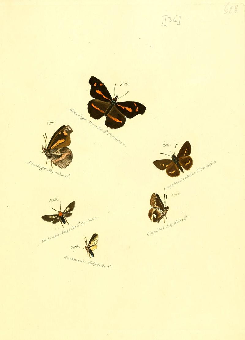 Zuträge zur Sammlung exotischer Schmettlinge (sic) (Plate 136) (6106460828)