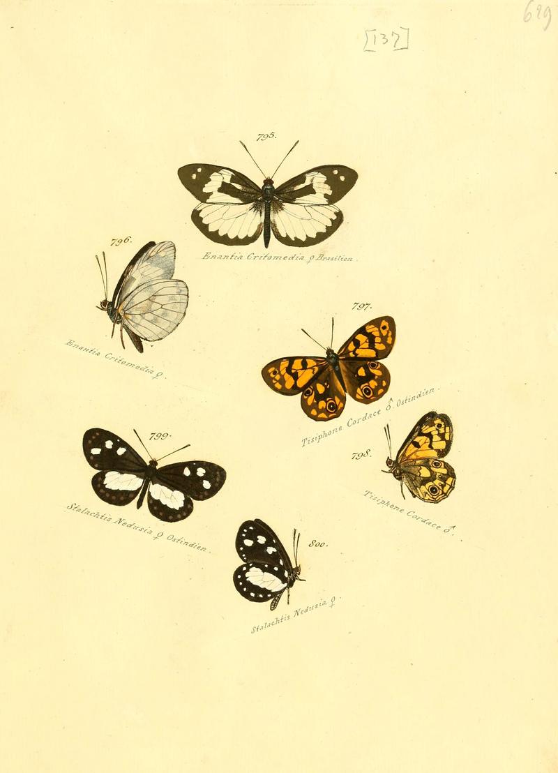 Zuträge zur Sammlung exotischer Schmettlinge (sic) (Plate 137) (6106461056)