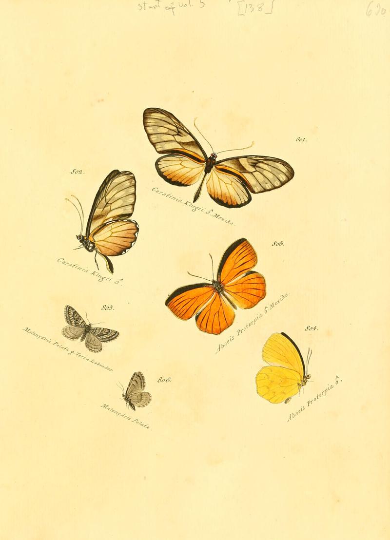 Zuträge zur Sammlung exotischer Schmettlinge (sic) (Plate 138) (6105915939)