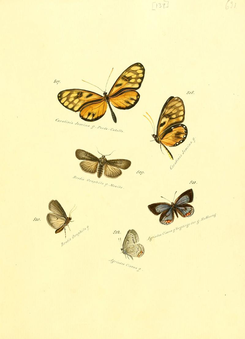 Zuträge zur Sammlung exotischer Schmettlinge (sic) (Plate 139) (6105916193)
