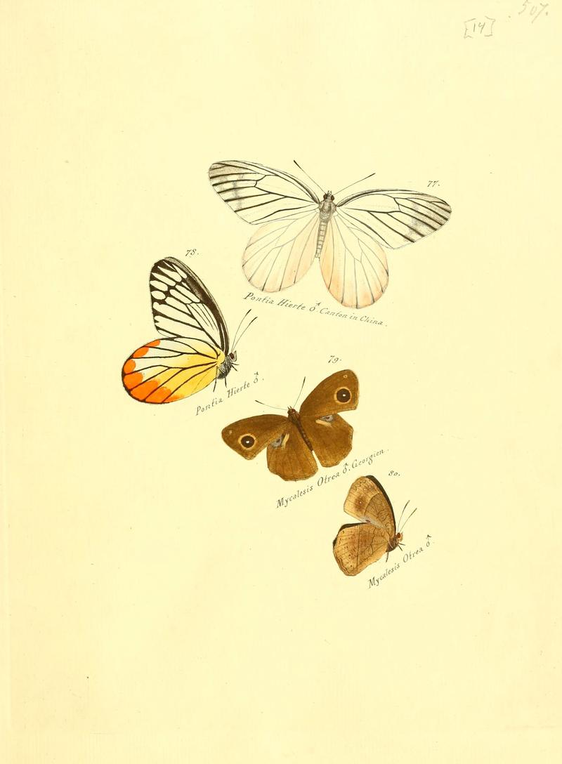 Zuträge zur Sammlung exotischer Schmettlinge (sic) (Plate 14) (6106326624)
