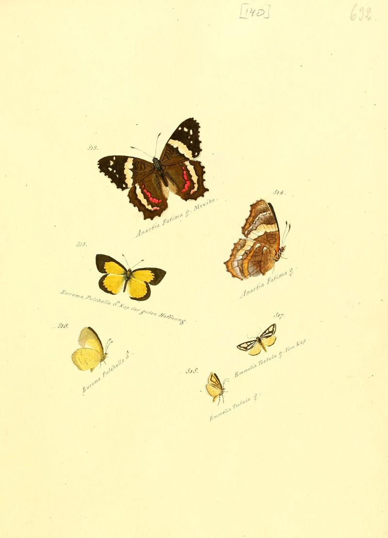 Zuträge zur Sammlung exotischer Schmettlinge (sic) (Plate 140) (6106461952)