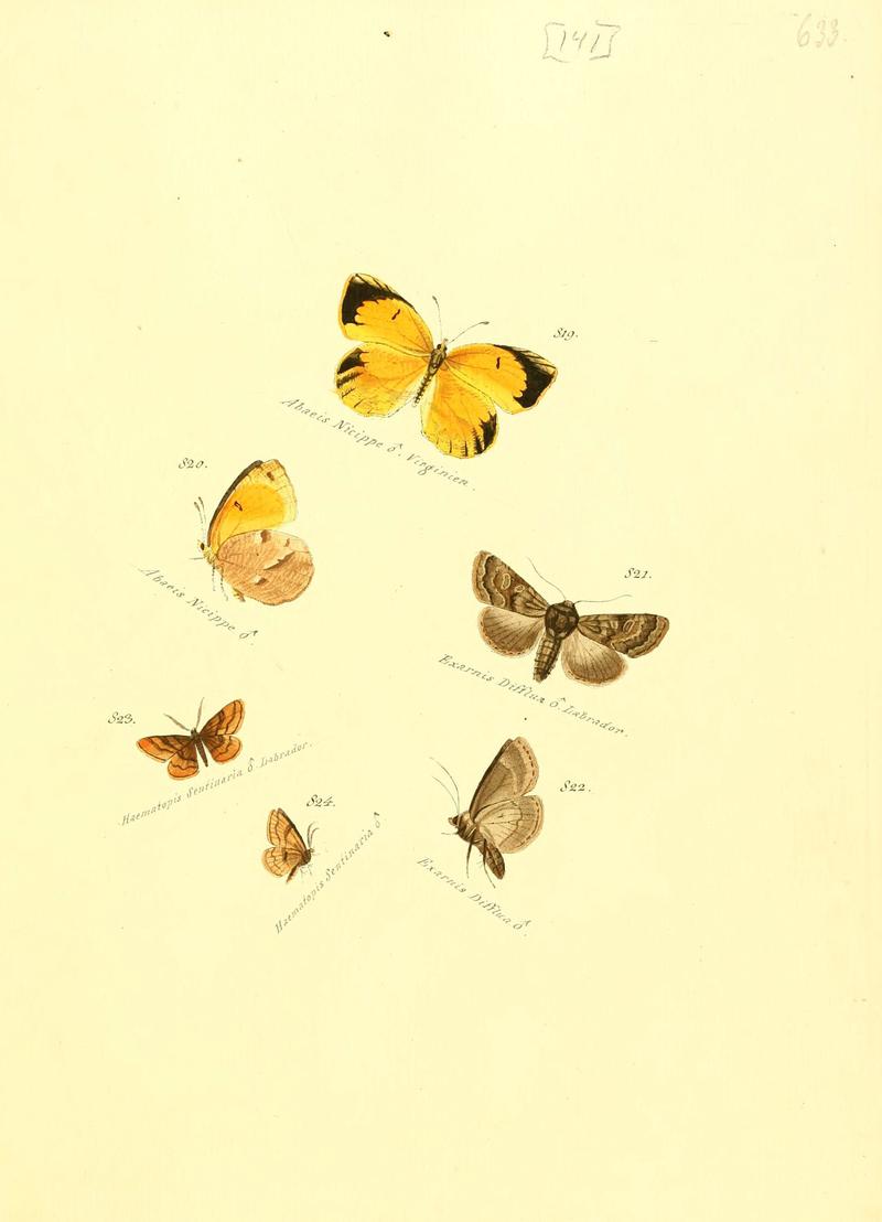 Zuträge zur Sammlung exotischer Schmettlinge (sic) (Plate 141) (6105916787)