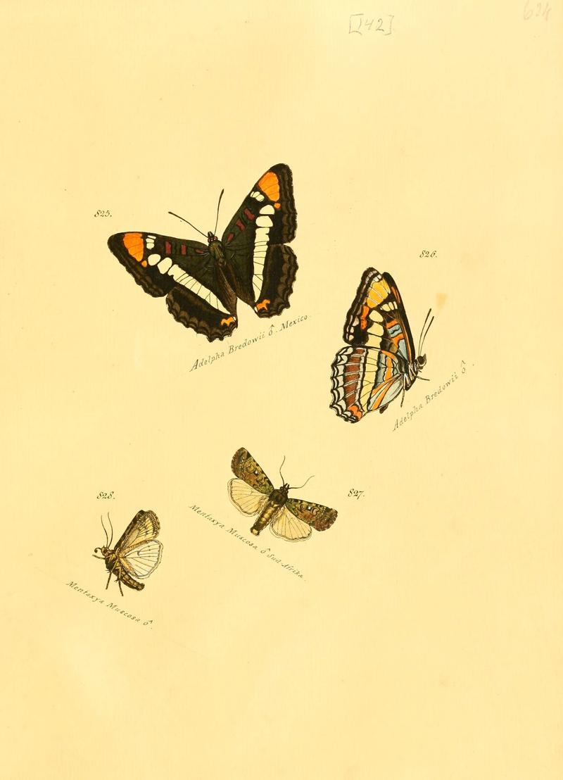 Zuträge zur Sammlung exotischer Schmettlinge (sic) (Plate 142) (6105917059)