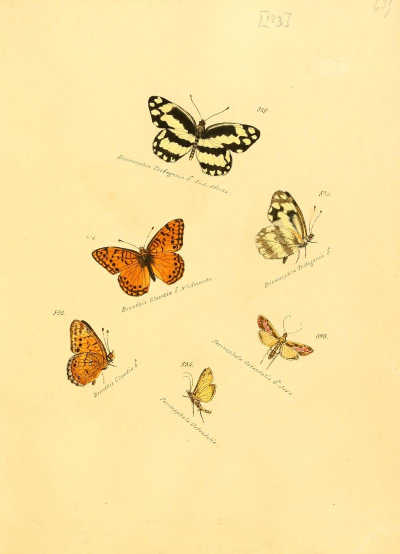 Zuträge zur Sammlung exotischer Schmettlinge (sic) (Plate 143) (6106462686)