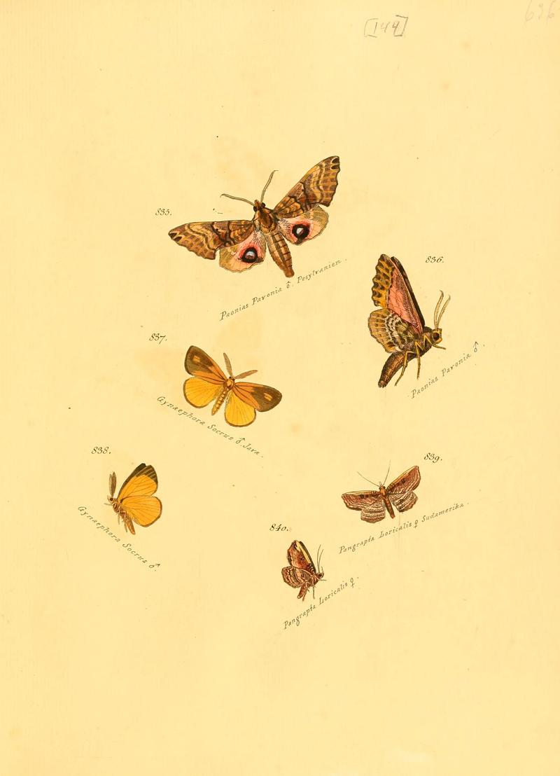 Zuträge zur Sammlung exotischer Schmettlinge (sic) (Plate 144) (6105917485)