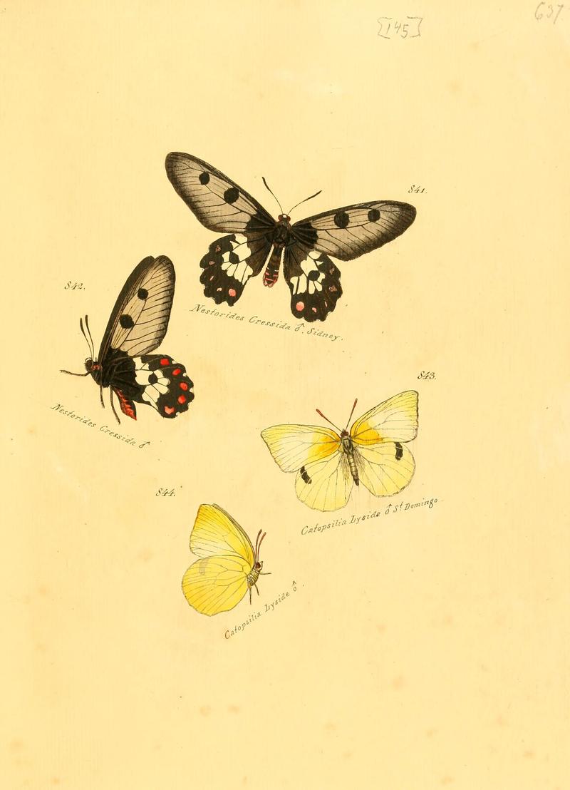 Zuträge zur Sammlung exotischer Schmettlinge (sic) (Plate 145) (6105917725)