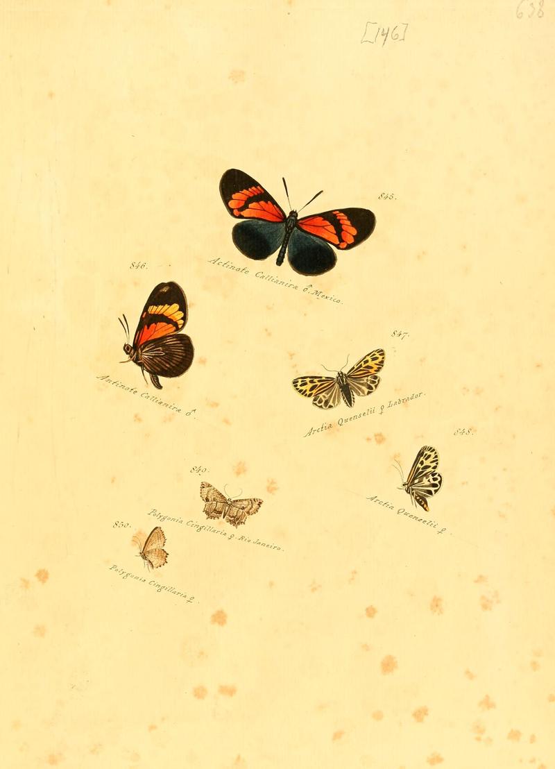 Zuträge zur Sammlung exotischer Schmettlinge (sic) (Plate 146) (6106463478)