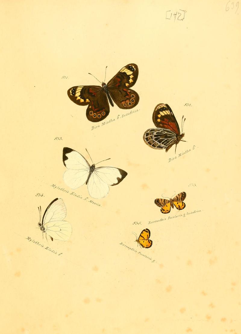 Zuträge zur Sammlung exotischer Schmettlinge (sic) (Plate 147) (6105918283)