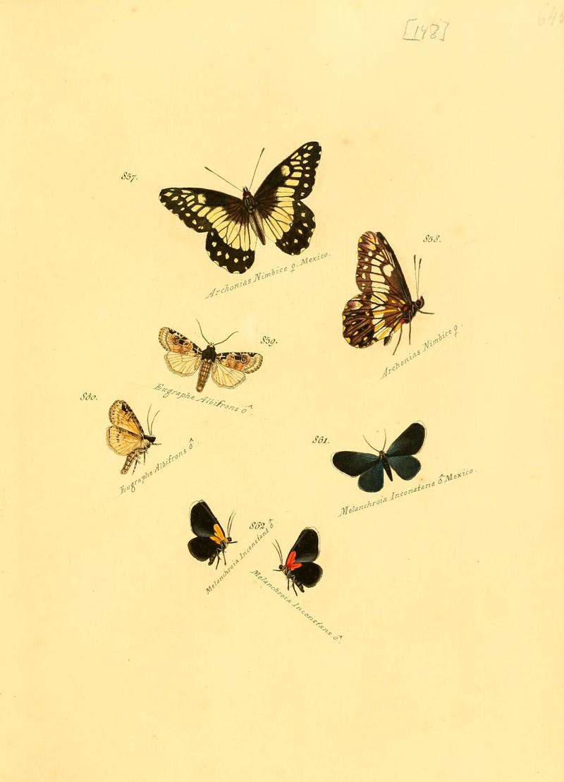 Zuträge zur Sammlung exotischer Schmettlinge (sic) (Plate 148) (6106464050)