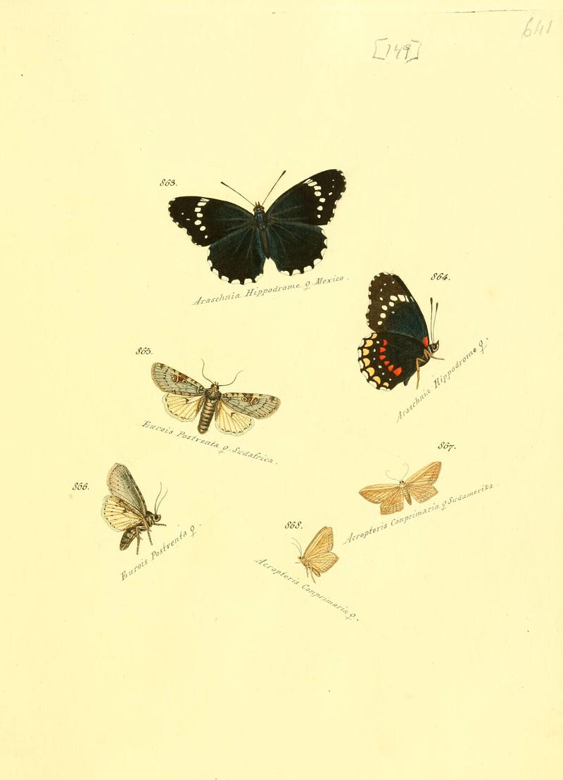 Zuträge zur Sammlung exotischer Schmettlinge (sic) (Plate 149) (6105918745)