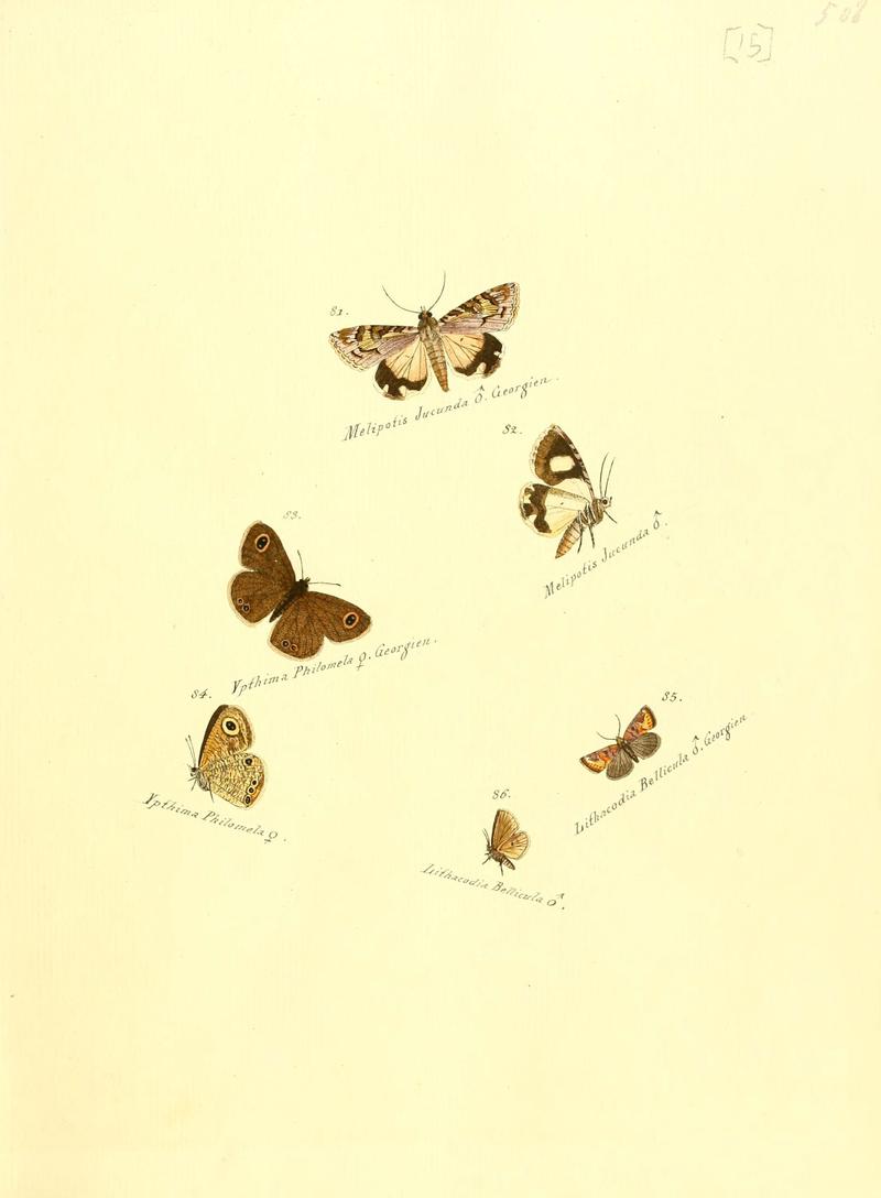 Zuträge zur Sammlung exotischer Schmettlinge (sic) (Plate 15) (6105782651)