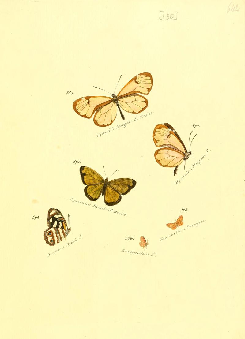 Zuträge zur Sammlung exotischer Schmettlinge (sic) (Plate 150) (6106464564)