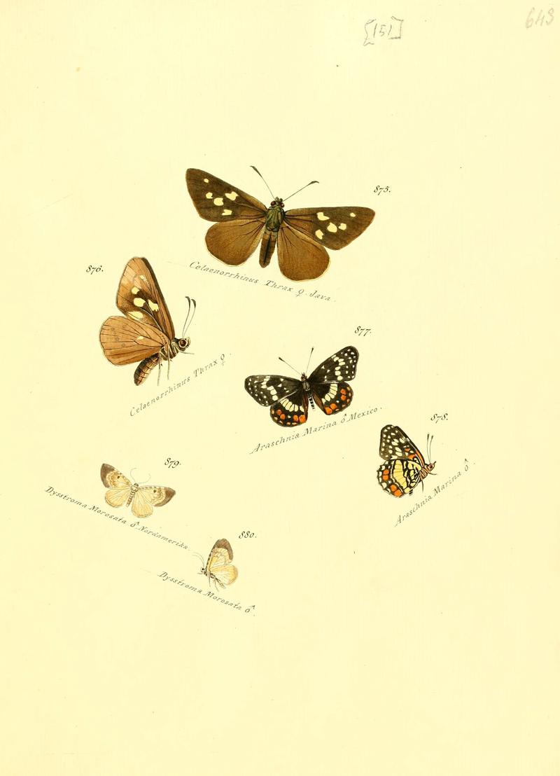 Zuträge zur Sammlung exotischer Schmettlinge (sic) (Plate 151) (6105919257)