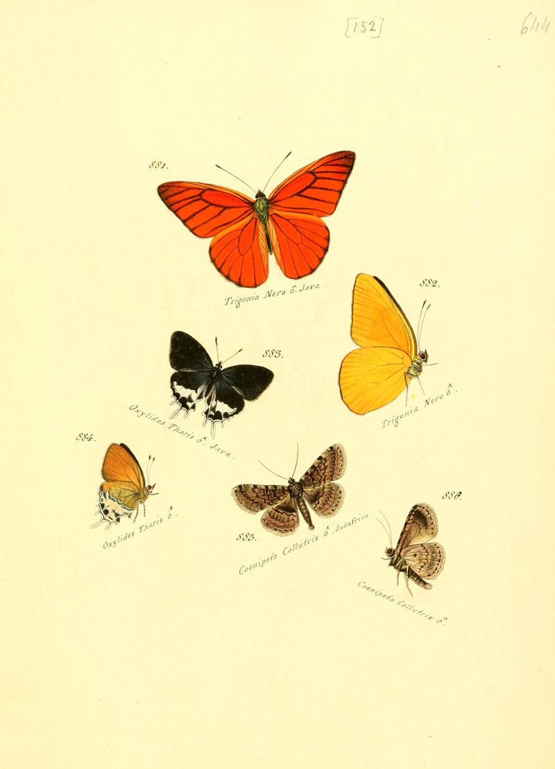 Zuträge zur Sammlung exotischer Schmettlinge (sic) (Plate 152) (6106465036)