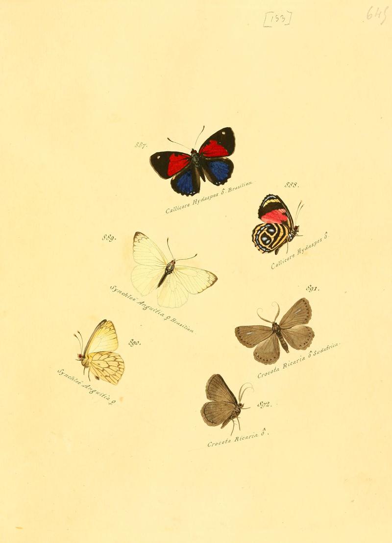 Zuträge zur Sammlung exotischer Schmettlinge (sic) (Plate 153) (6106465348)