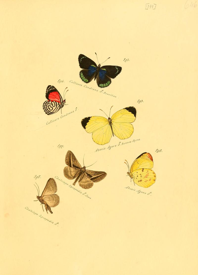 Zuträge zur Sammlung exotischer Schmettlinge (sic) (Plate 154) (6106465574)