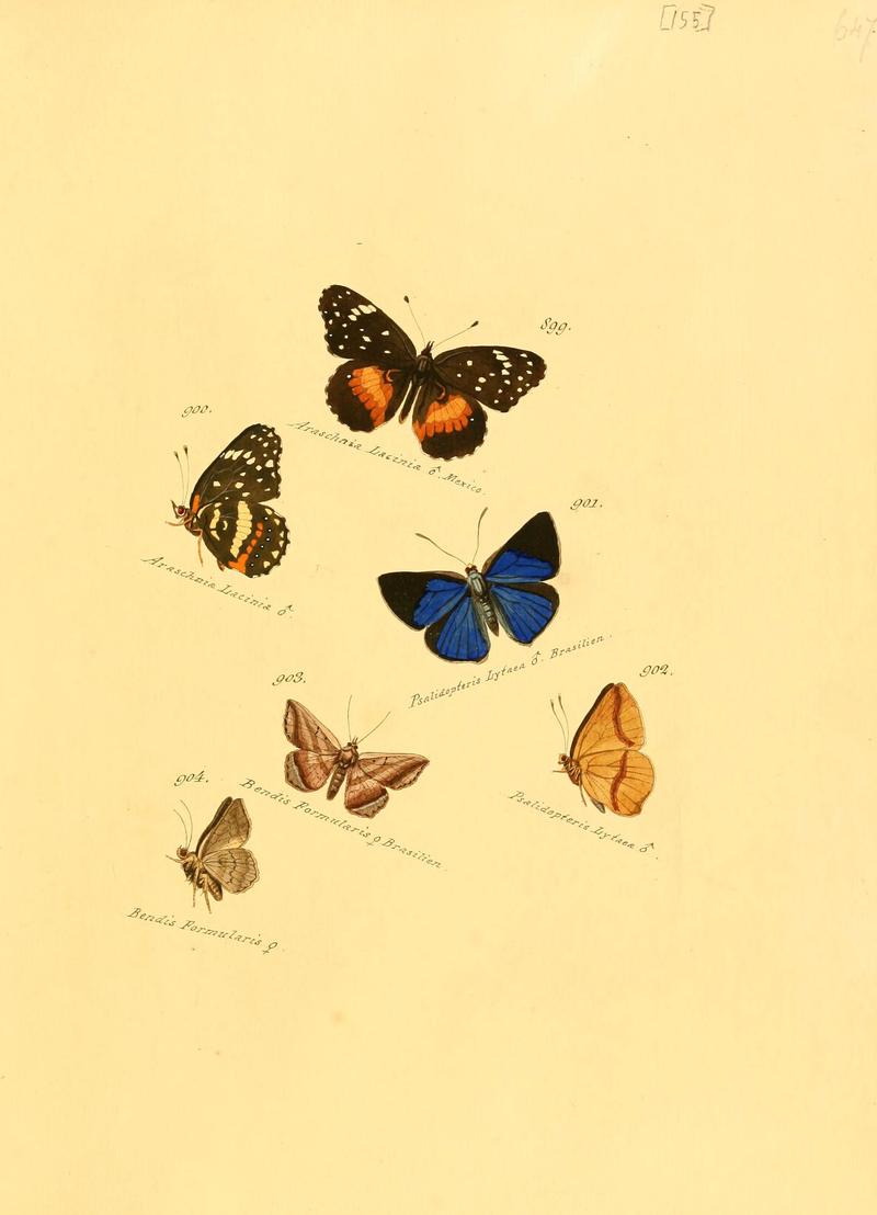 Zuträge zur Sammlung exotischer Schmettlinge (sic) (Plate 155) (6105920249)