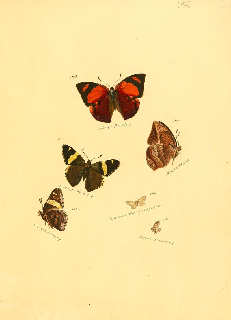 Zuträge zur Sammlung exotischer Schmettlinge (sic) (Plate 156) (6105920569)