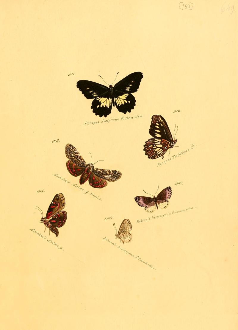 Zuträge zur Sammlung exotischer Schmettlinge (sic) (Plate 157) (6105920863)