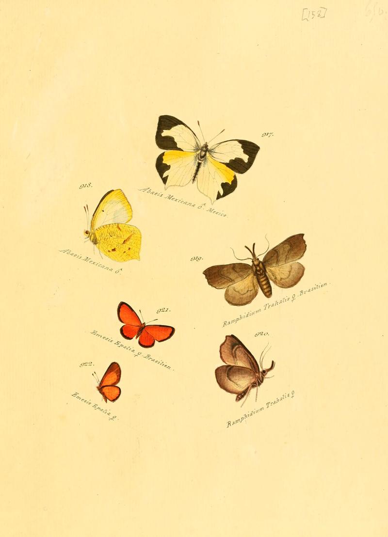 Zuträge zur Sammlung exotischer Schmettlinge (sic) (Plate 158) (6106466594)