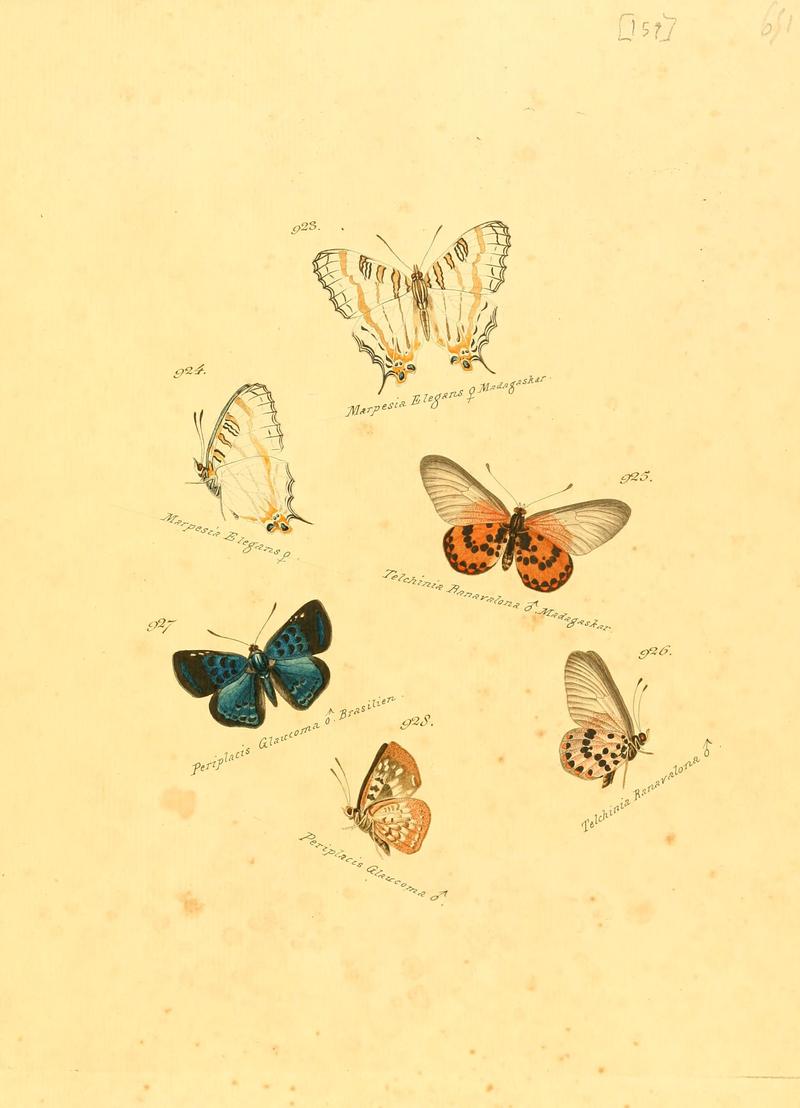 Zuträge zur Sammlung exotischer Schmettlinge (sic) (Plate 159) (6105921305)
