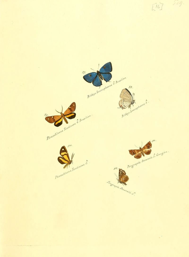 Zuträge zur Sammlung exotischer Schmettlinge (sic) (Plate 16) (6105783023)