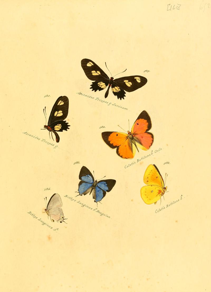 Zuträge zur Sammlung exotischer Schmettlinge (sic) (Plate 160) (6105921527)