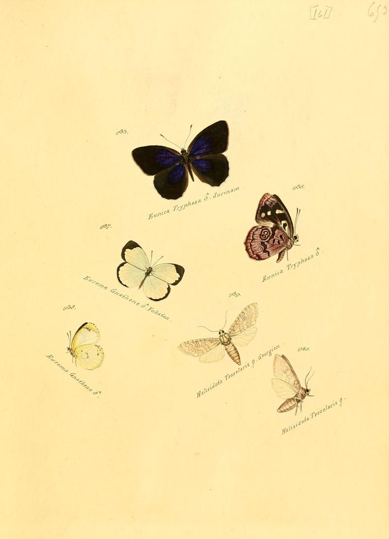 Zuträge zur Sammlung exotischer Schmettlinge (sic) (Plate 161) (6105921755)