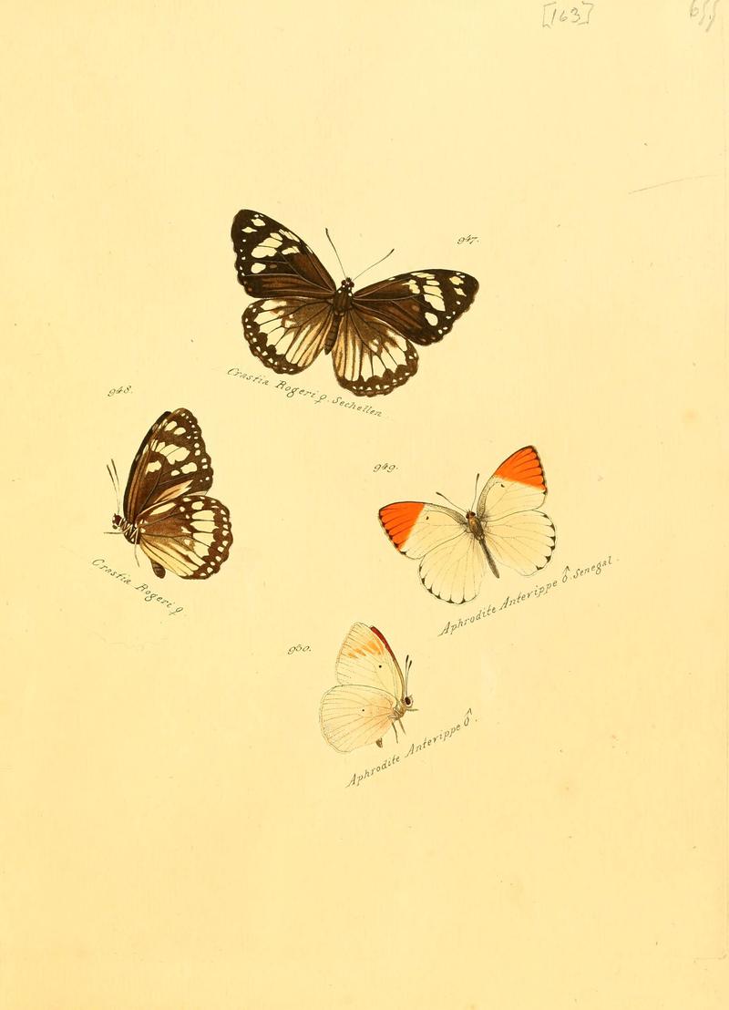 Zuträge zur Sammlung exotischer Schmettlinge (sic) (Plate 163) (6106467786)