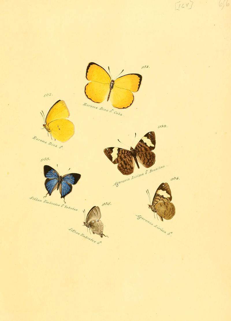 Zuträge zur Sammlung exotischer Schmettlinge (sic) (Plate 164) (6106468112)