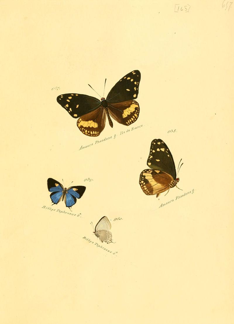 Zuträge zur Sammlung exotischer Schmettlinge (sic) (Plate 165) (6105922961)