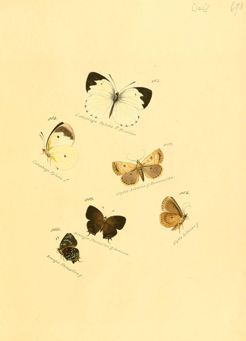 Zuträge zur Sammlung exotischer Schmettlinge (sic) (Plate 166) (6106468852)