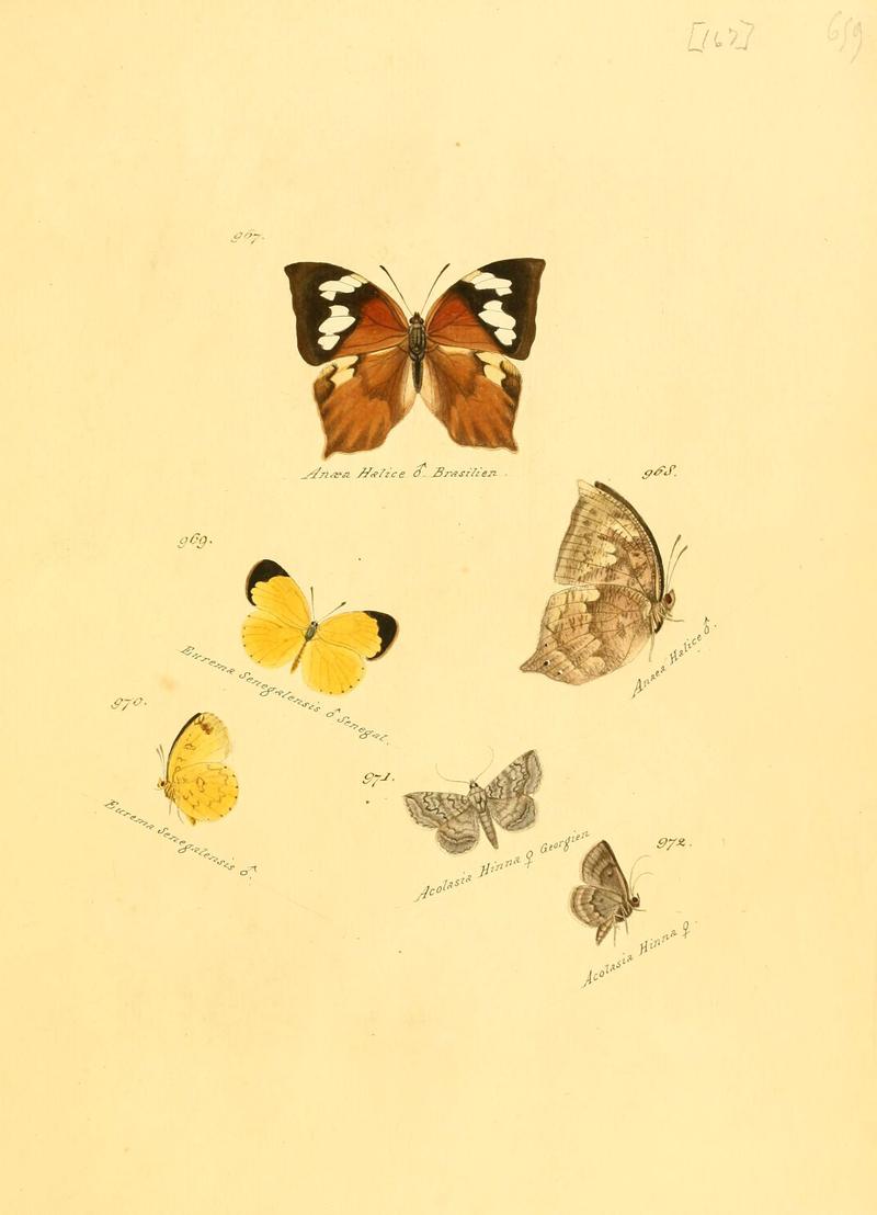 Zuträge zur Sammlung exotischer Schmettlinge (sic) (Plate 167) (6105923745)