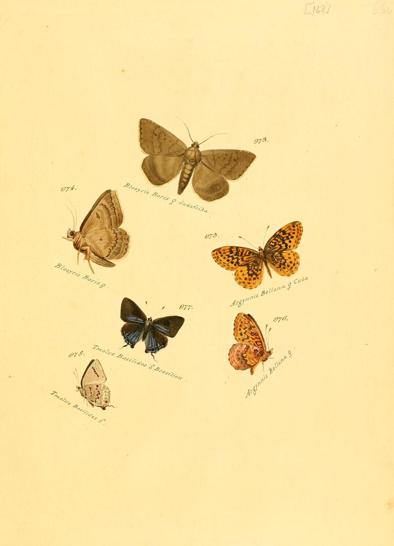 Zuträge zur Sammlung exotischer Schmettlinge (sic) (Plate 168) (6105923965)