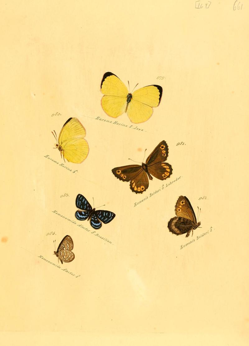 Zuträge zur Sammlung exotischer Schmettlinge (sic) (Plate 169) (6106469784)