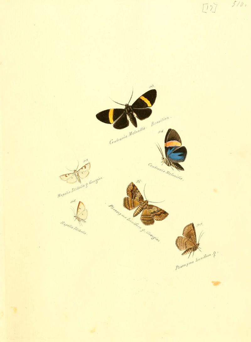 Zuträge zur Sammlung exotischer Schmettlinge (sic) (Plate 17) (6106327540)
