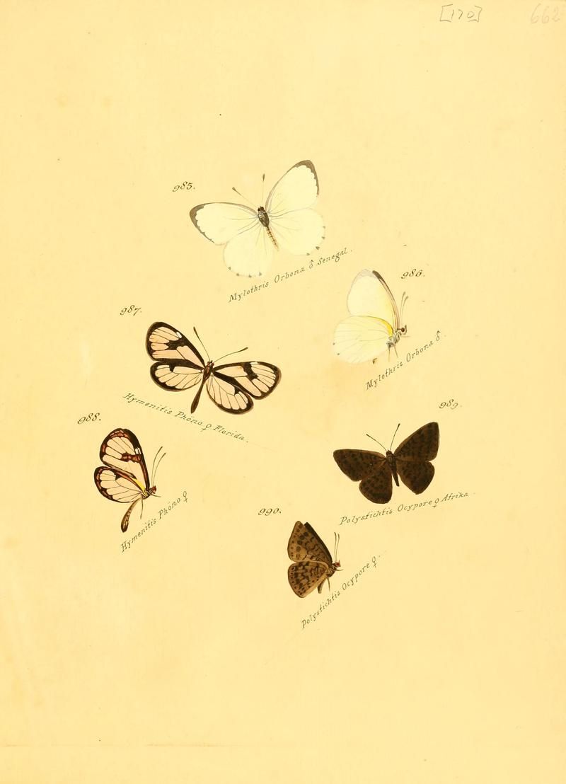Zuträge zur Sammlung exotischer Schmettlinge (sic) (Plate 170) (6106470014)