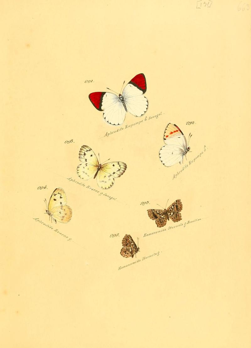 Zuträge zur Sammlung exotischer Schmettlinge (sic) (Plate 171) (6106470234)