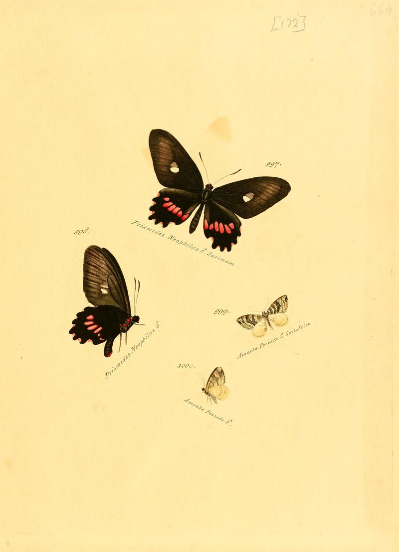 Zuträge zur Sammlung exotischer Schmettlinge (sic) (Plate 172) (6105925107)